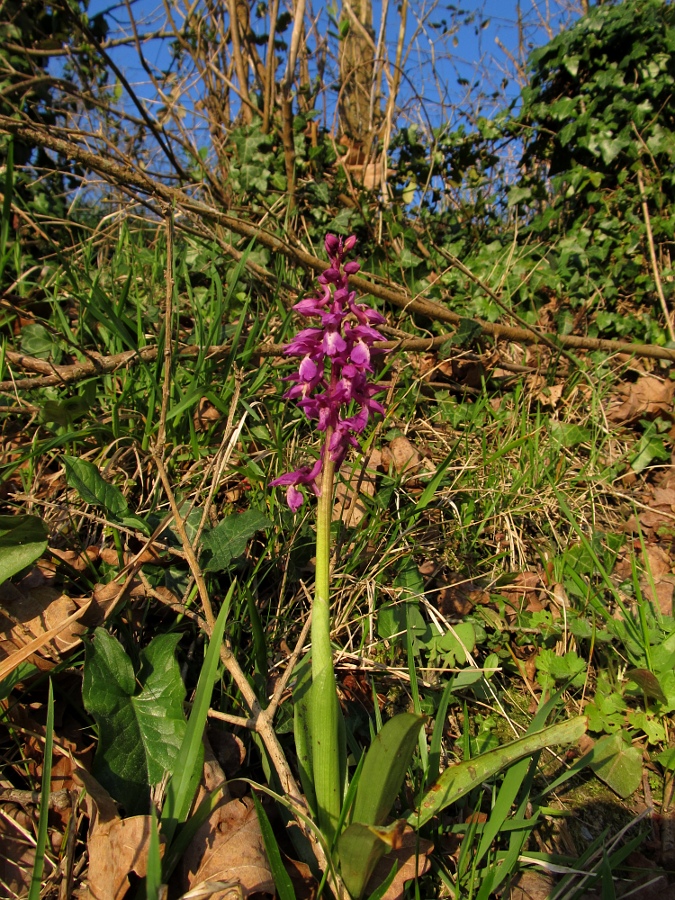 Image of Orchis mascula specimen.