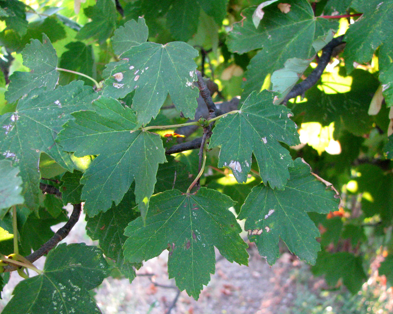 Image of Acer pseudoplatanus specimen.