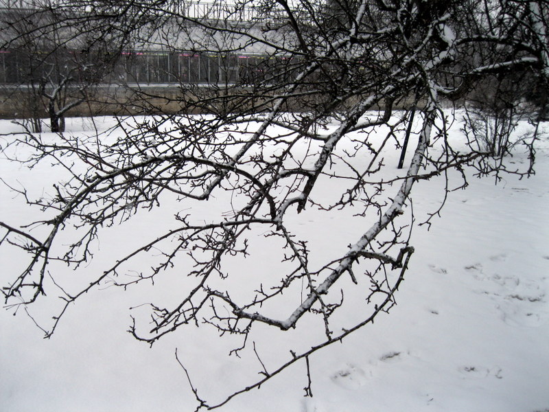 Изображение особи Malus mandshurica.