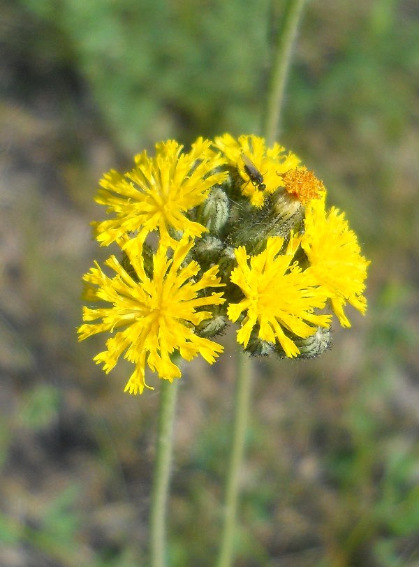 Image of Pilosella novosibirskensis specimen.