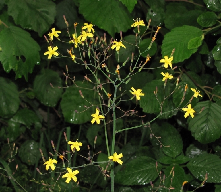 Image of Mycelis muralis specimen.