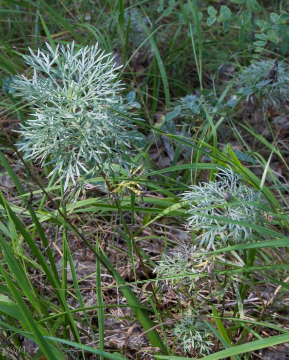 Image of genus Artemisia specimen.