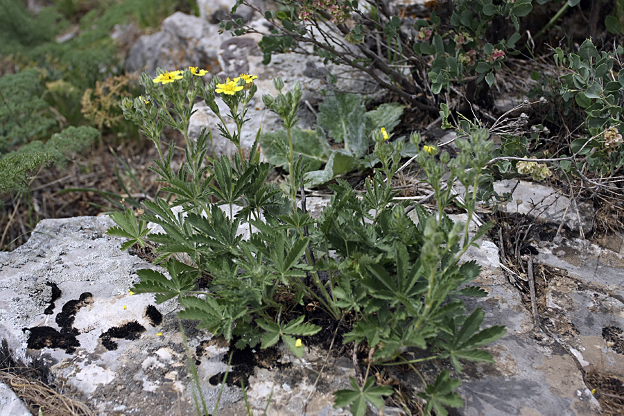 Image of Potentilla pedata specimen.