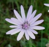 Scorzonera purpurea