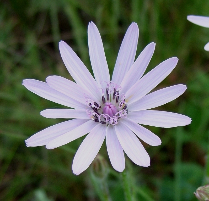 Image of Scorzonera purpurea specimen.