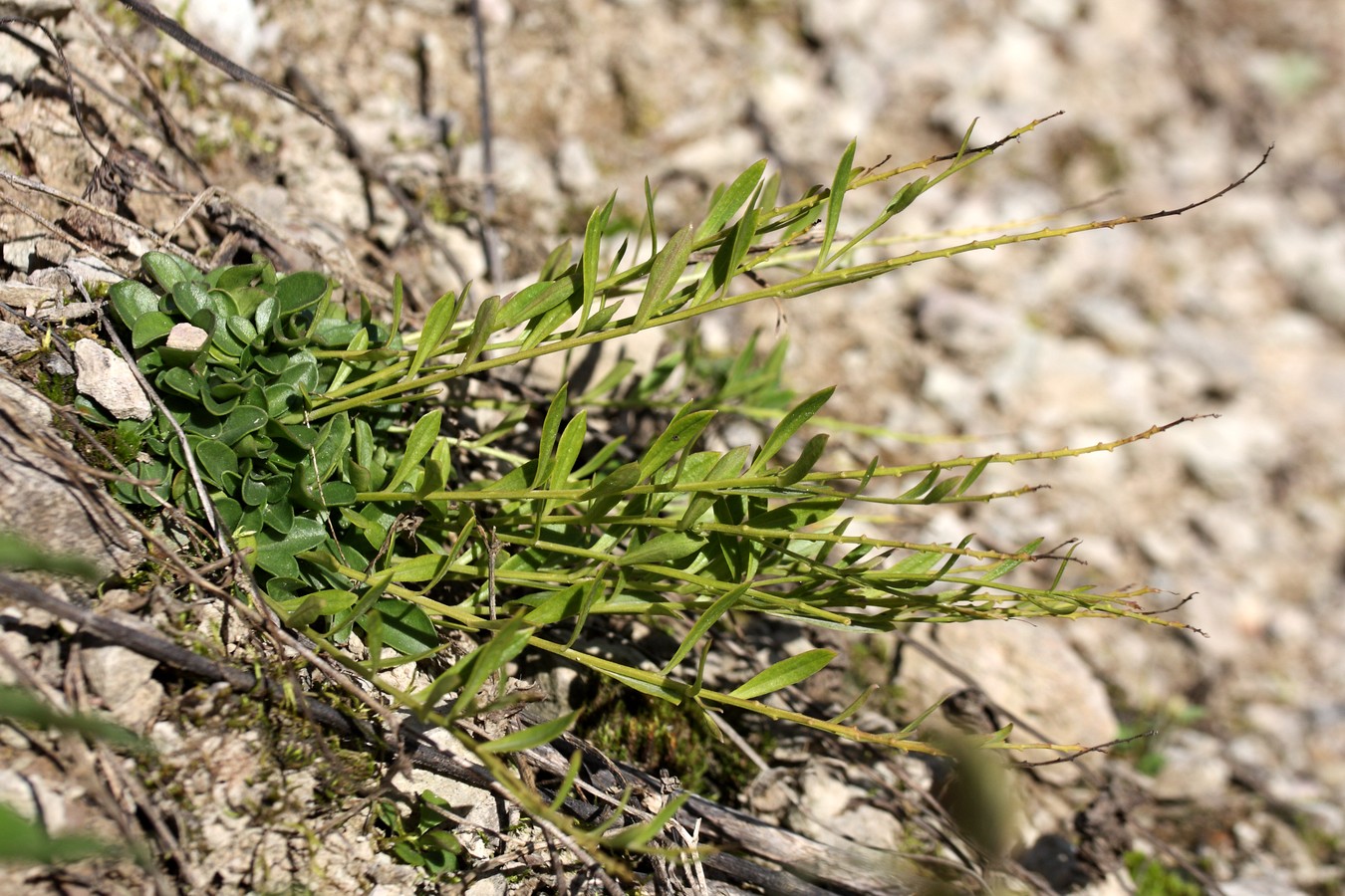 Image of Polygala amarella specimen.