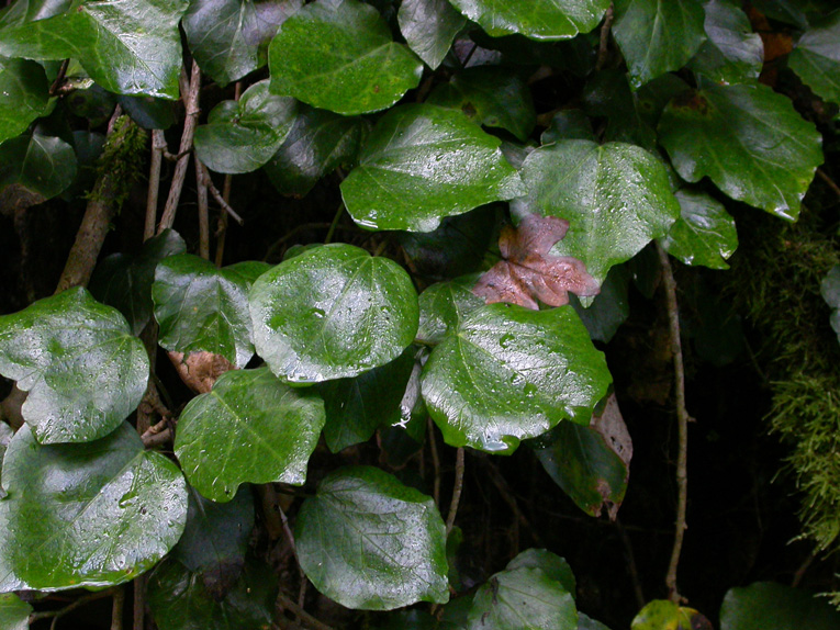 Изображение особи Hedera colchica.