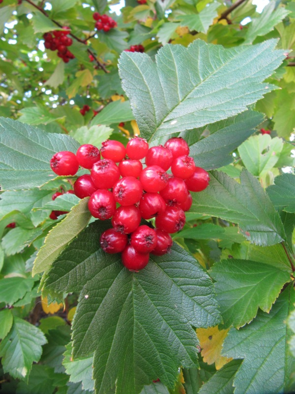 Изображение особи род Crataegus.