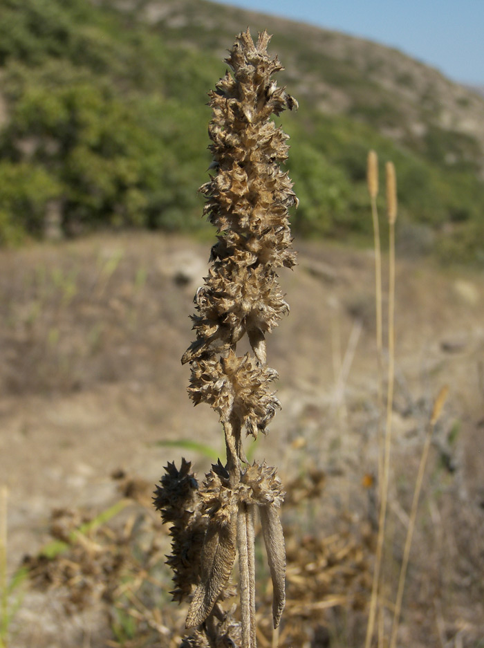 Изображение особи род Stachys.