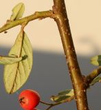 Cotoneaster salicifolius. Часть веточки и плод. Германия, г. Кемпен, автостоянка у магазина. 11.11.2012.