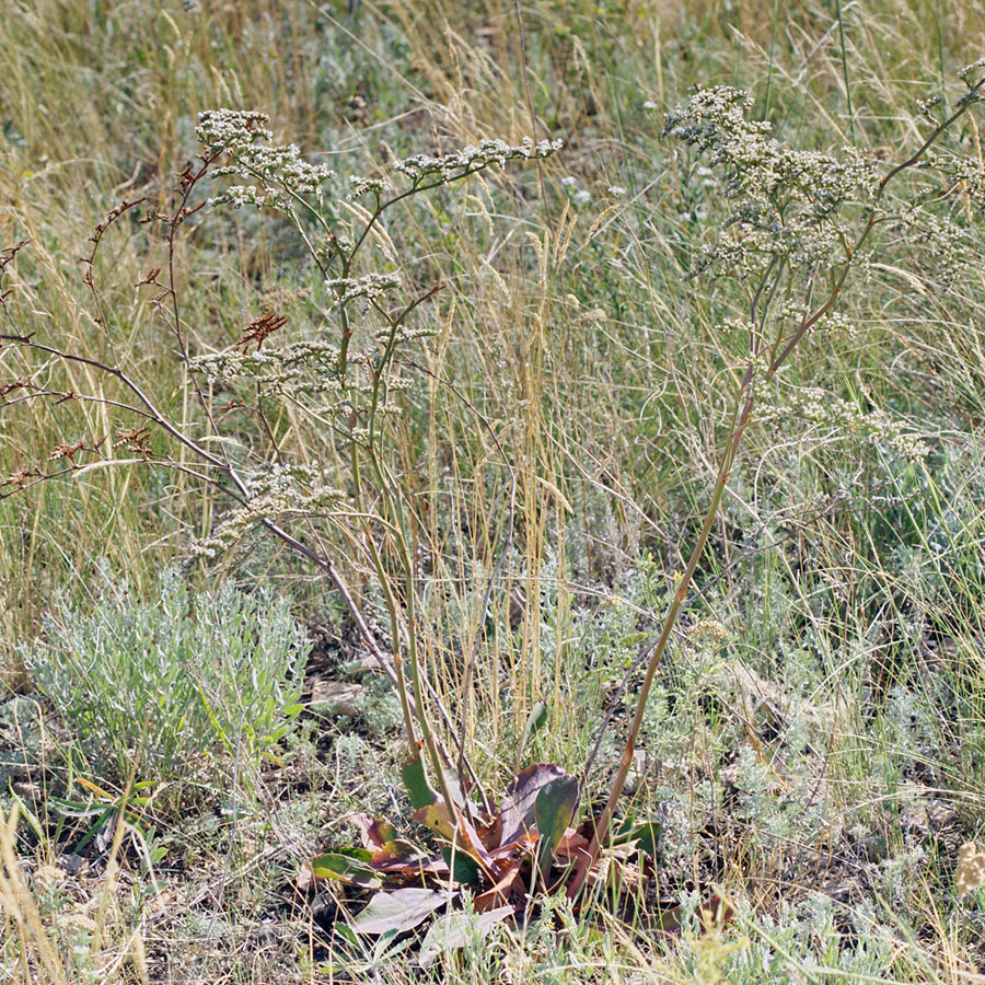 Image of Goniolimon elatum specimen.