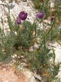 Roemeria hybrida. Цветущее и плодоносящее растение. Крым, окр. Севастополя, у дороги. 7 мая 2009 г.