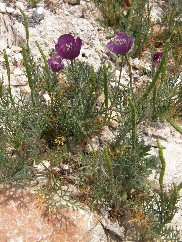 Image of Roemeria hybrida specimen.