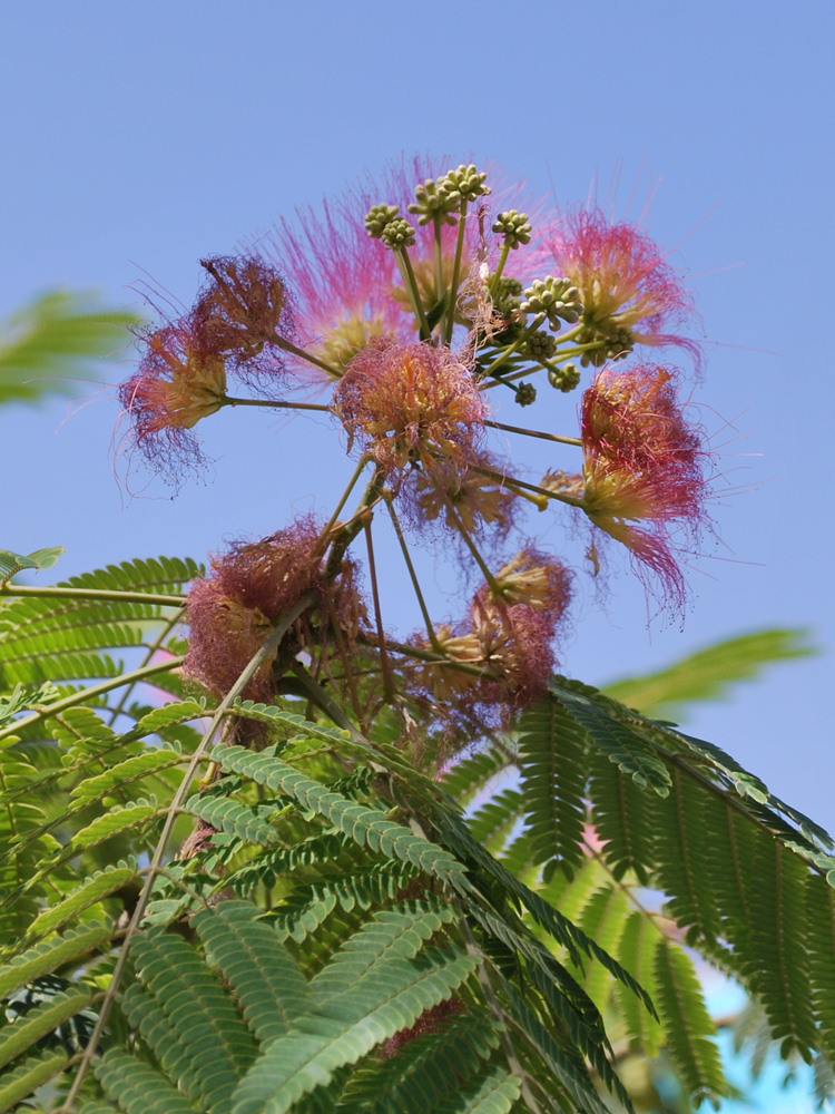 Image of Albizia julibrissin specimen.