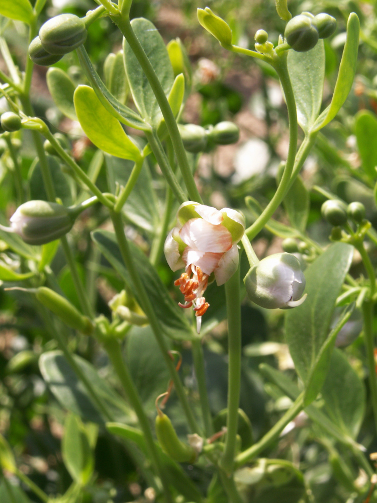 Изображение особи Zygophyllum oxianum.