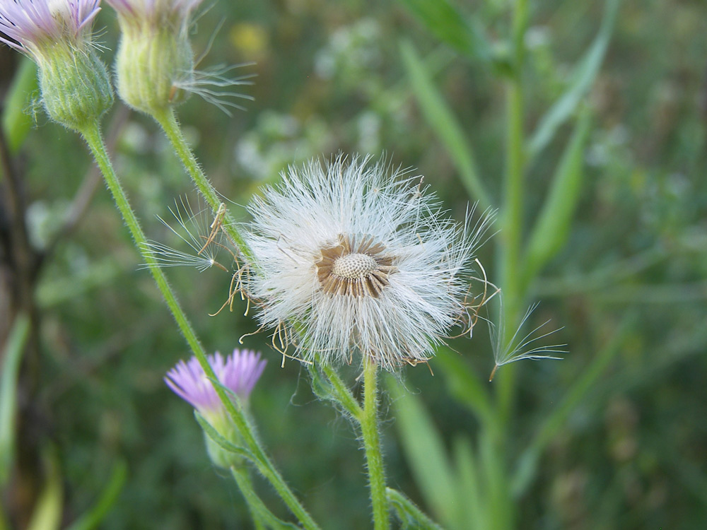 Image of Erigeron orientalis specimen.