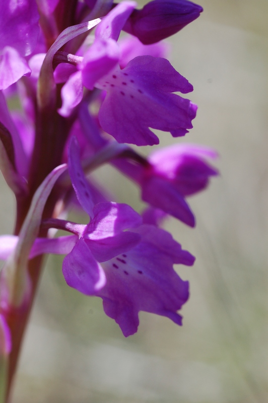 Изображение особи Orchis mascula.