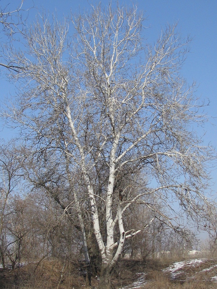 Image of Populus alba specimen.