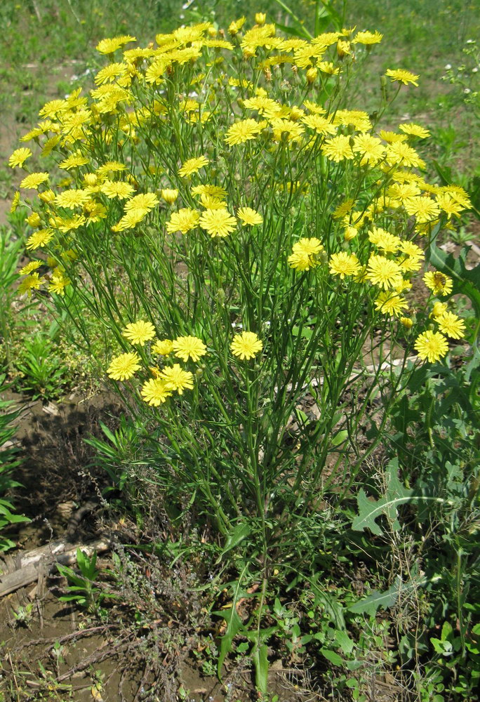 Изображение особи Crepis ramosissima.