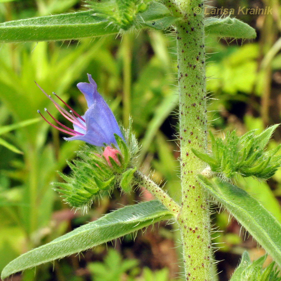 Изображение особи Echium vulgare.