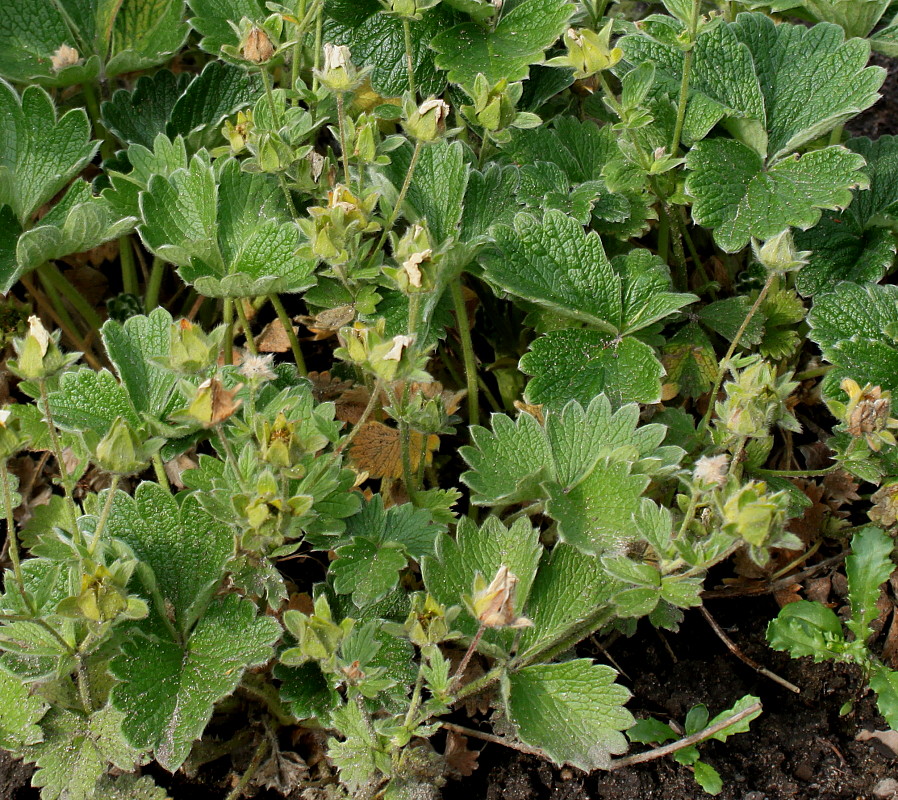 Image of Potentilla megalantha specimen.