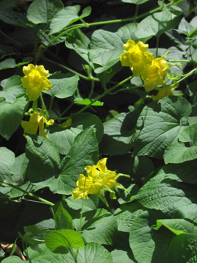 Image of Thladiantha dubia specimen.