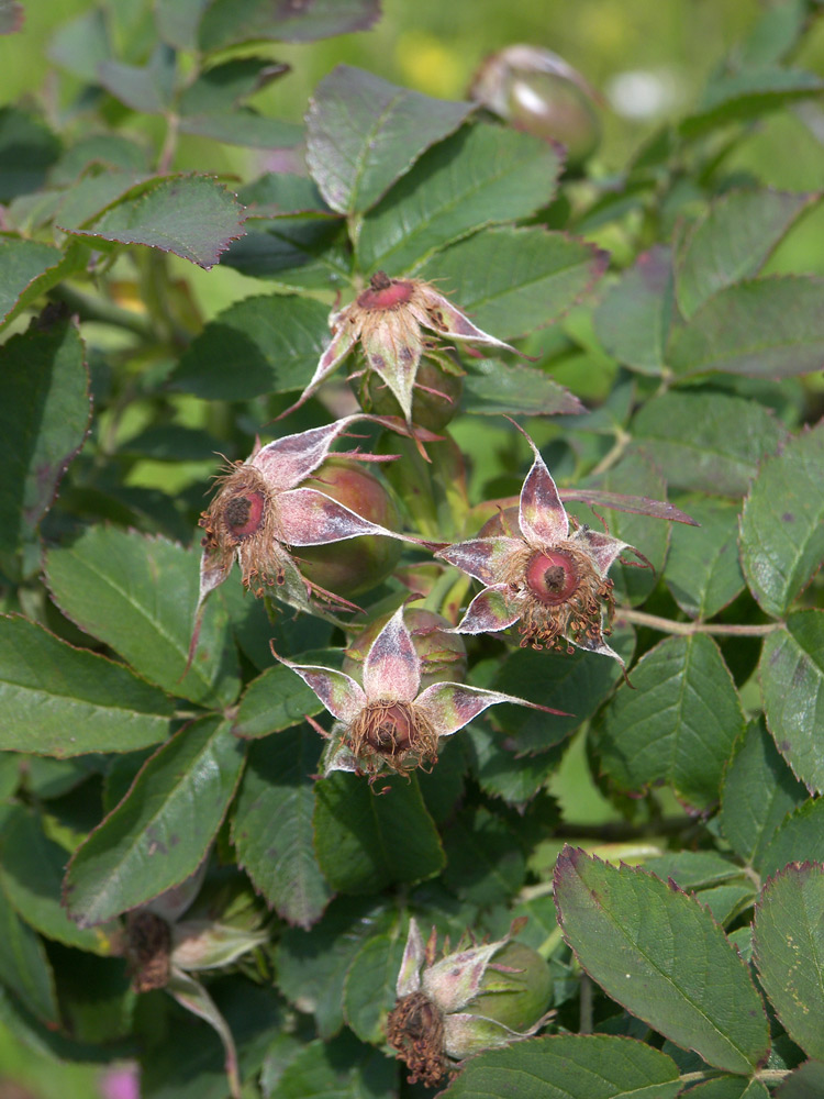 Image of Rosa corymbifera specimen.