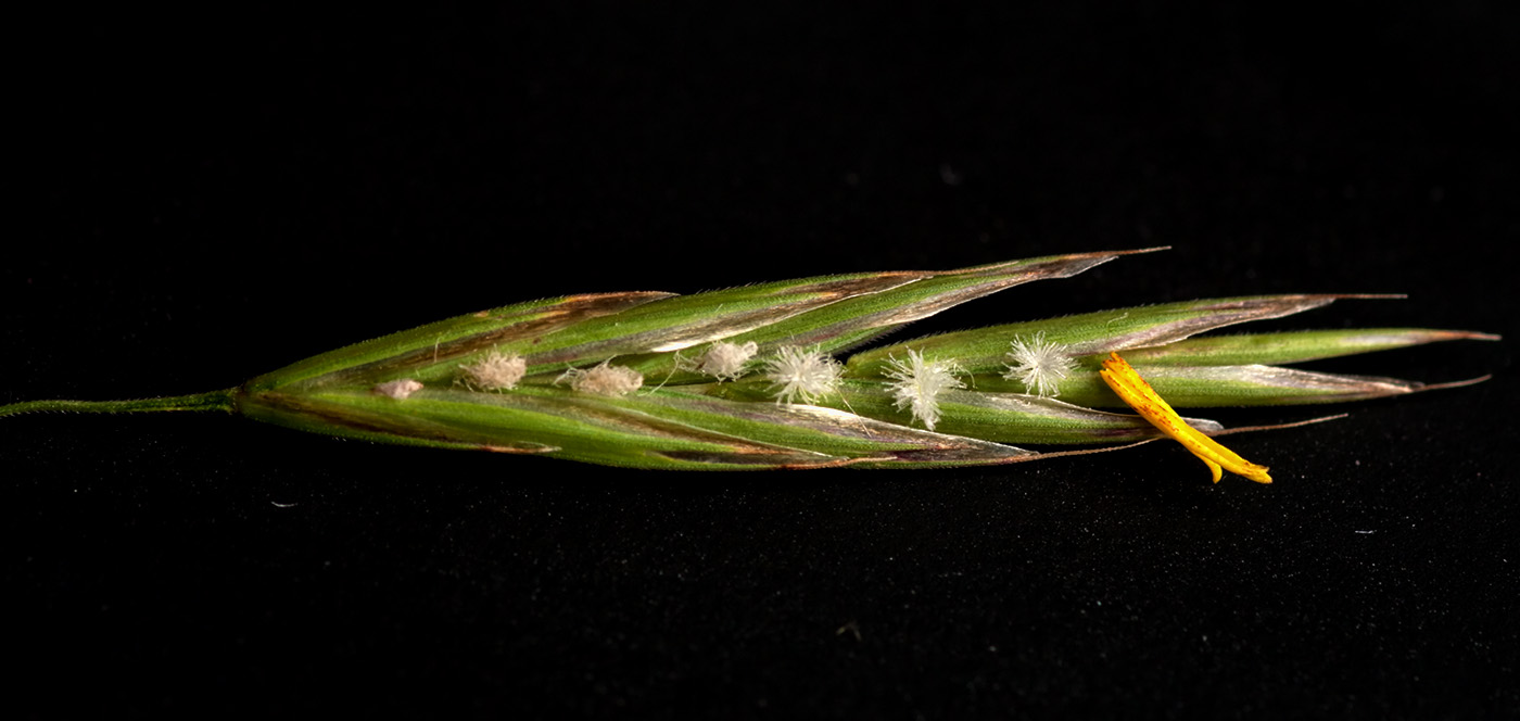 Image of Bromopsis inermis specimen.