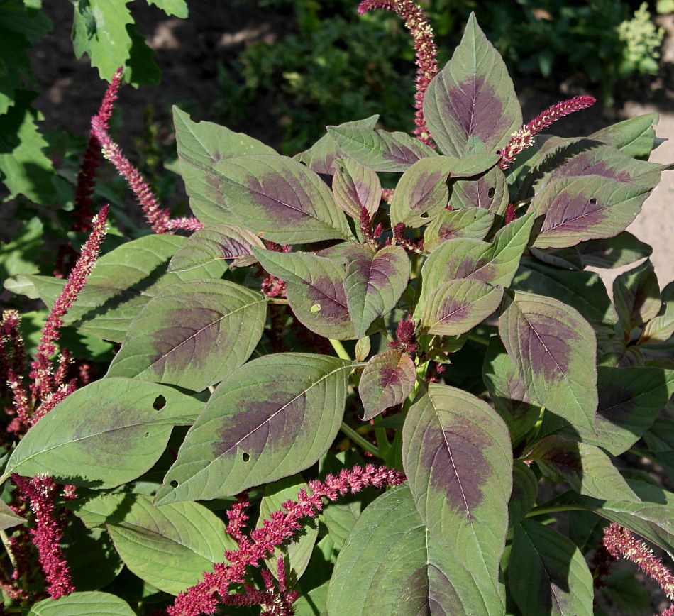 Image of Amaranthus tricolor specimen.