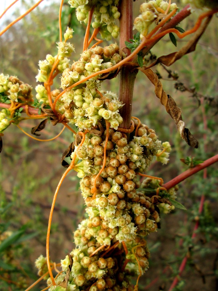 Image of Cuscuta campestris specimen.