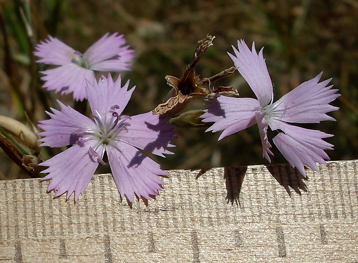 Image of Dianthus pallens specimen.