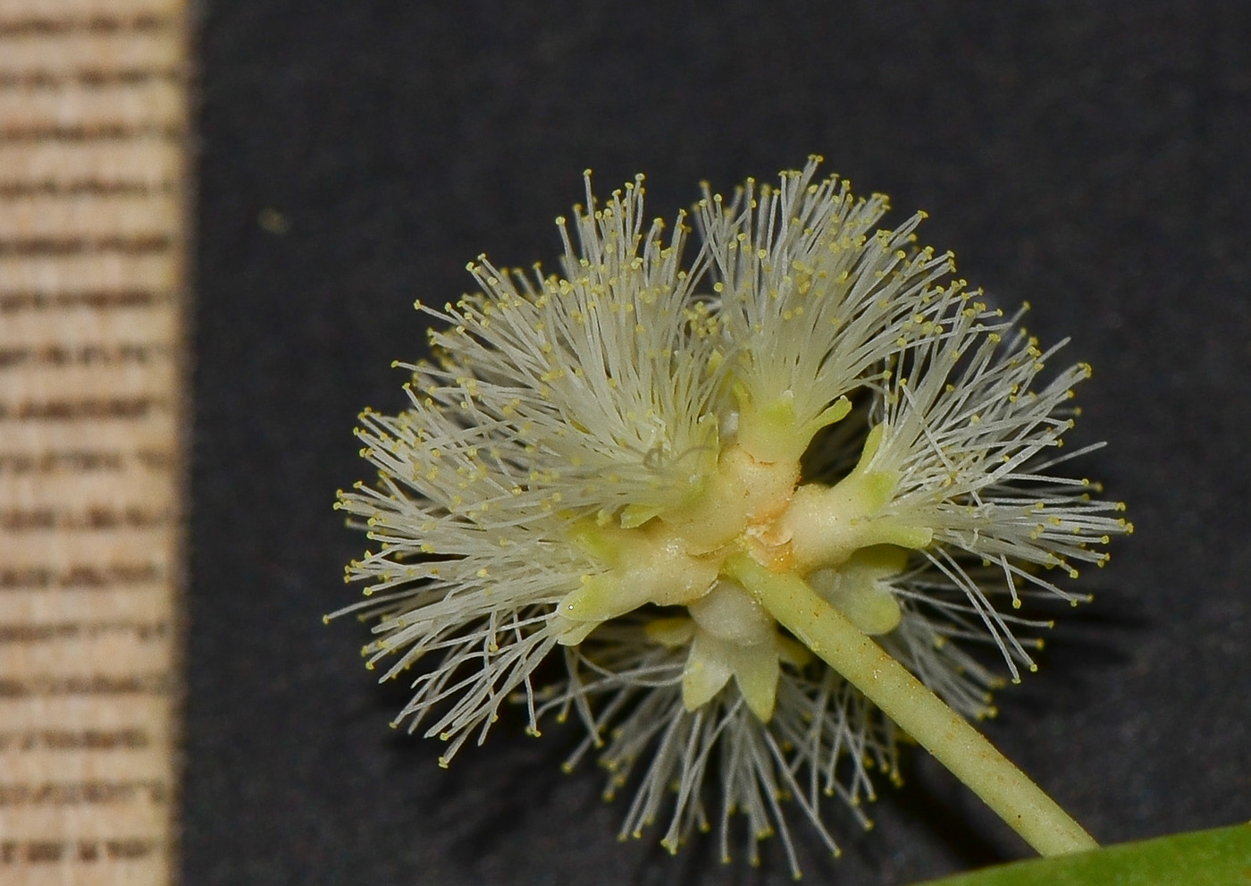 Image of Acacia salicina specimen.