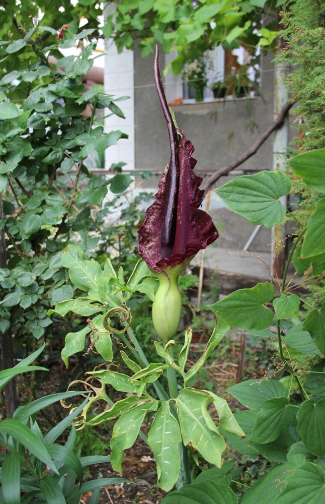 Image of Dracunculus vulgaris specimen.