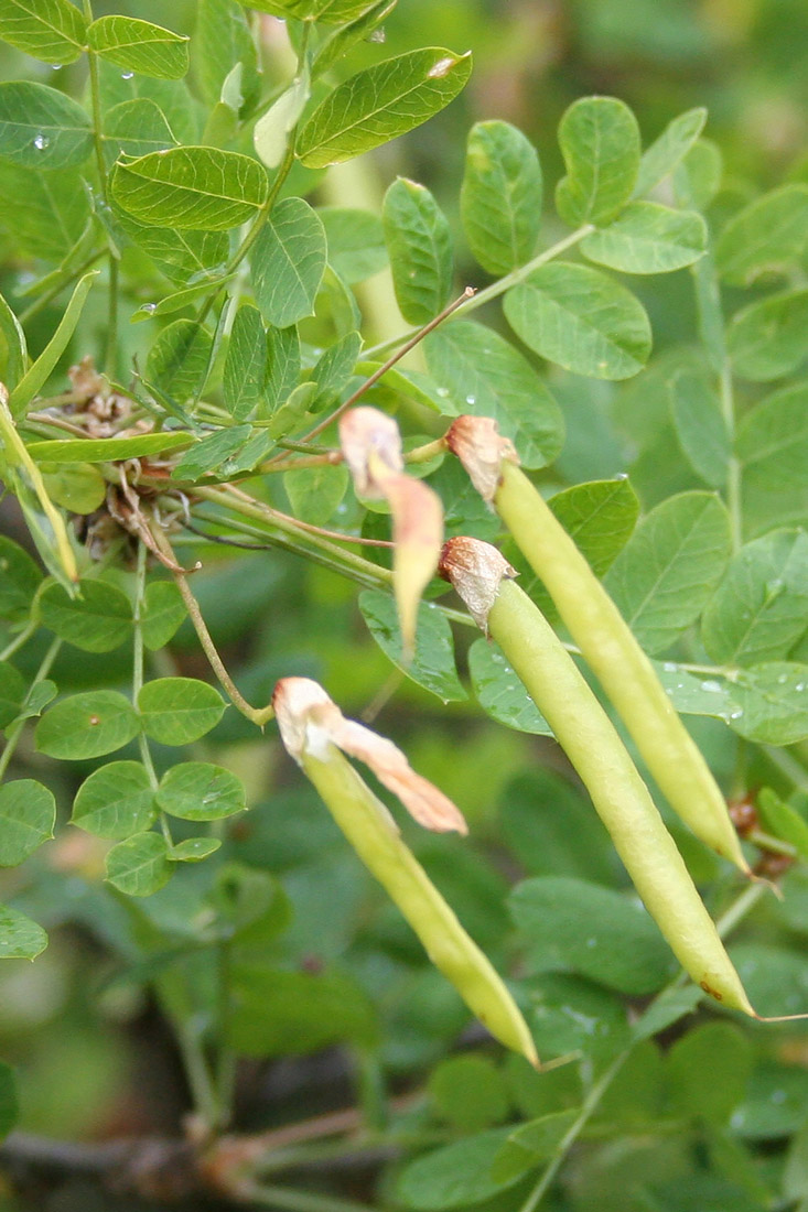 Image of Caragana arborescens specimen.