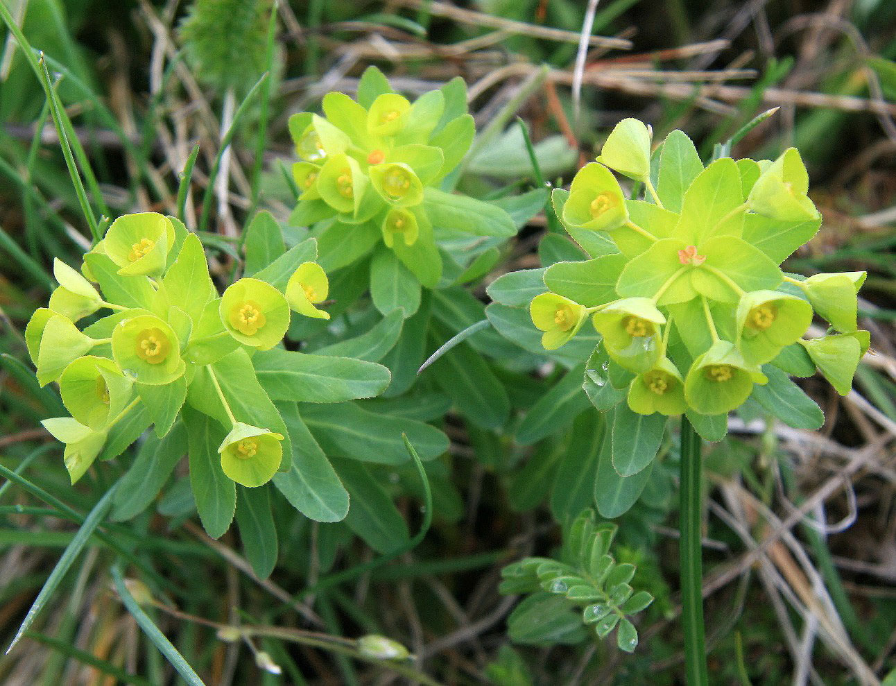 Изображение особи Euphorbia condylocarpa.