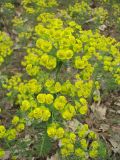 Euphorbia cyparissias