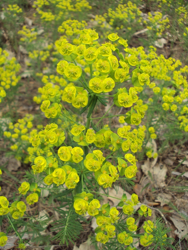 Image of Euphorbia cyparissias specimen.