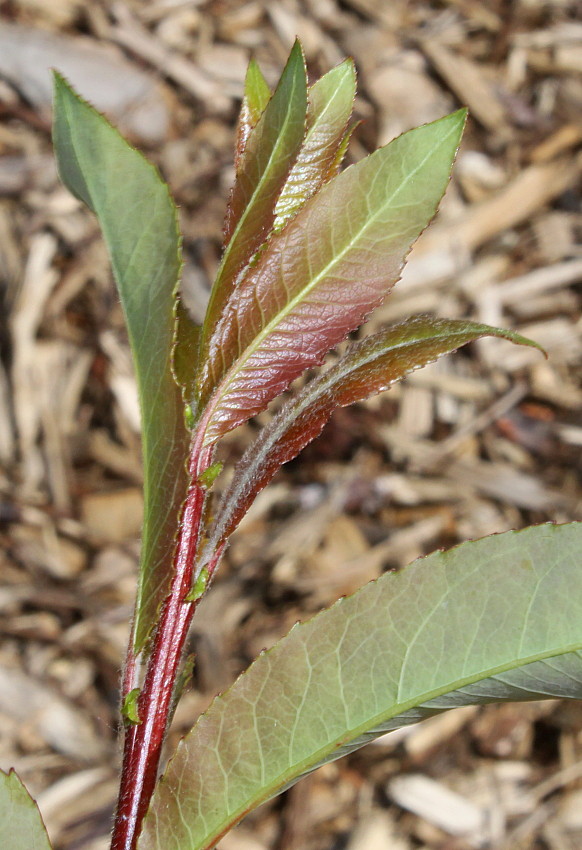 Image of genus Salix specimen.