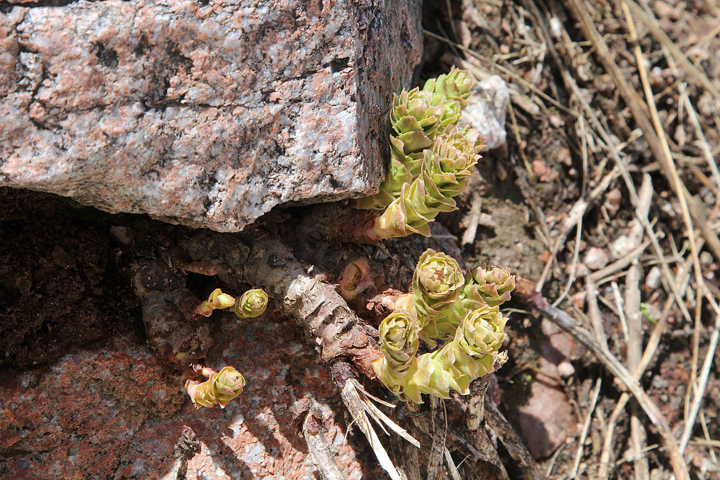 Изображение особи Rhodiola heterodonta.