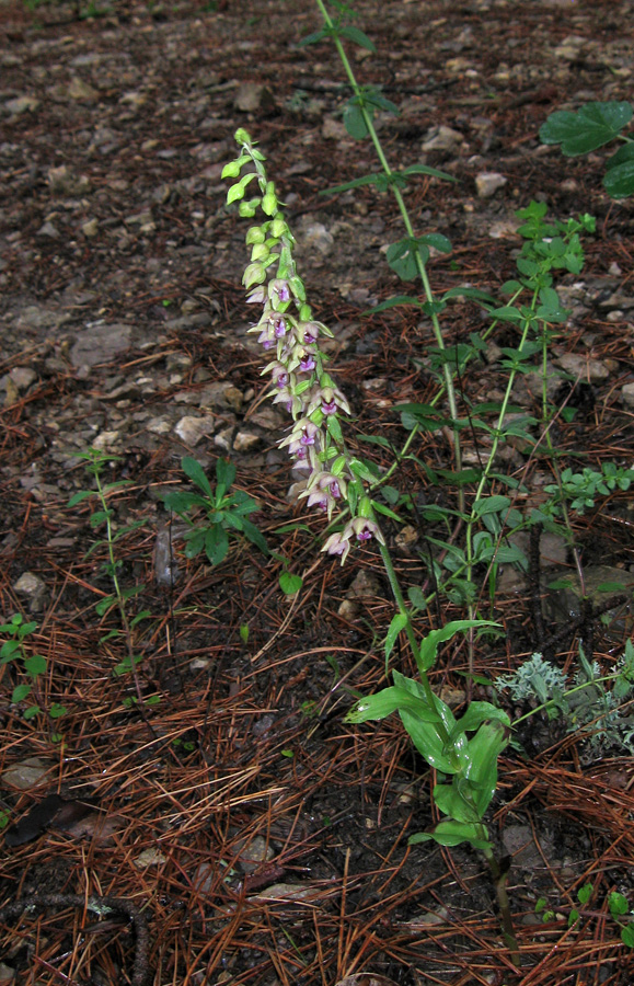 Image of Epipactis helleborine specimen.