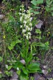 Platanthera bifolia