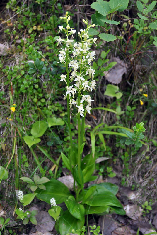 Image of Platanthera bifolia specimen.