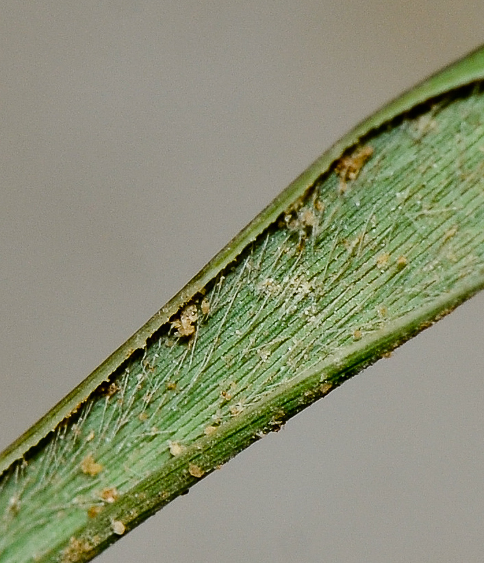 Image of Sporobolus pungens specimen.