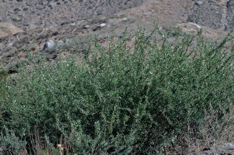 Image of Halimodendron halodendron specimen.