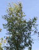 Betula populifolia
