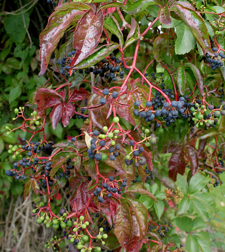 Image of Parthenocissus quinquefolia specimen.