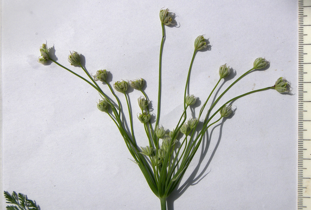 Image of familia Apiaceae specimen.