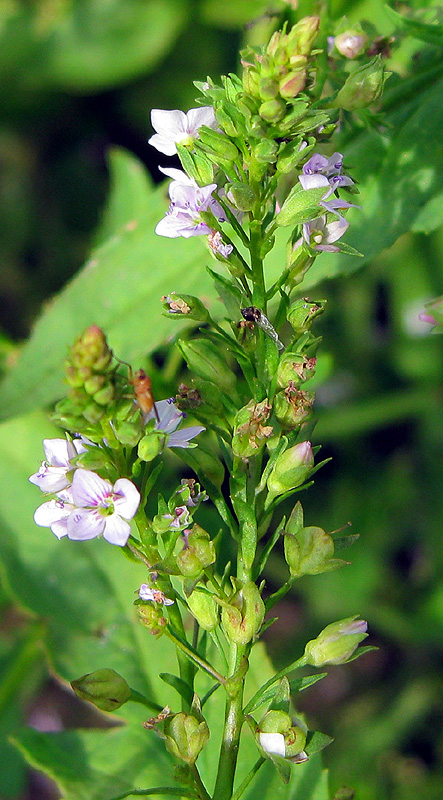 Image of Veronica anagallis-aquatica specimen.