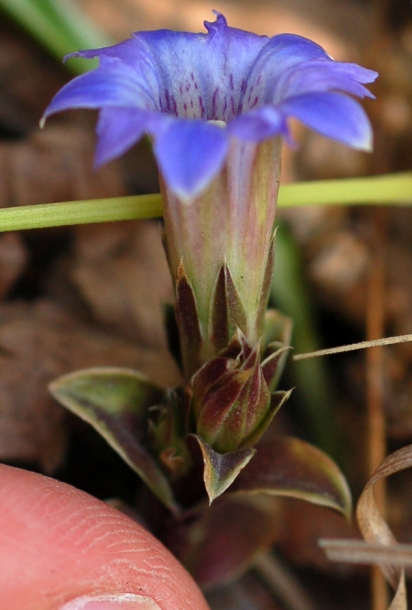 Image of Gentiana zollingeri specimen.