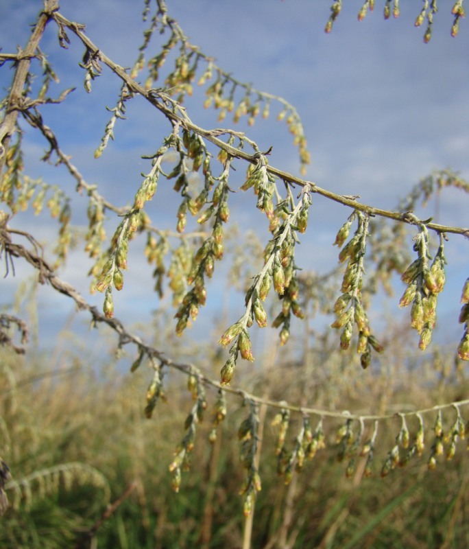 Image of Artemisia santonicum specimen.